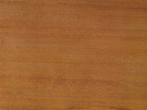 drvo hrvatska enciklopedija