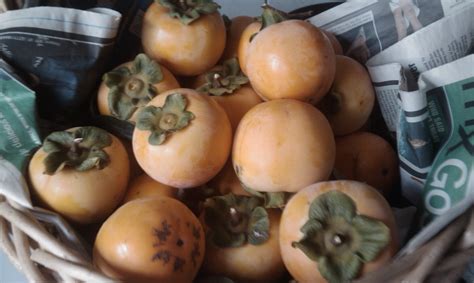 Forum: Persimmon Tree from Seed