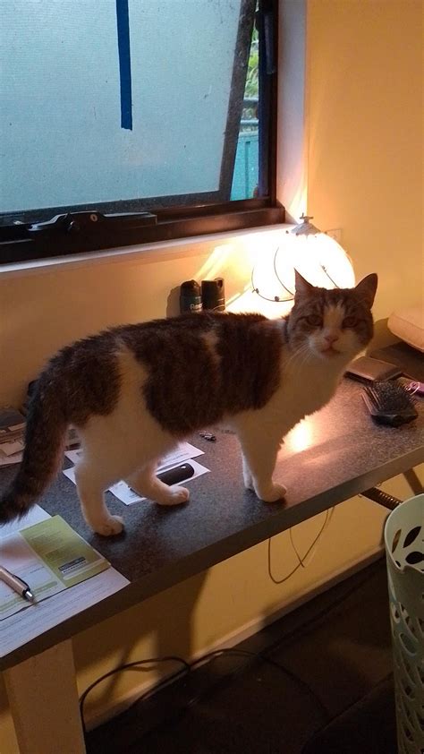 I have just been given a cat from a friend who was rescued from an