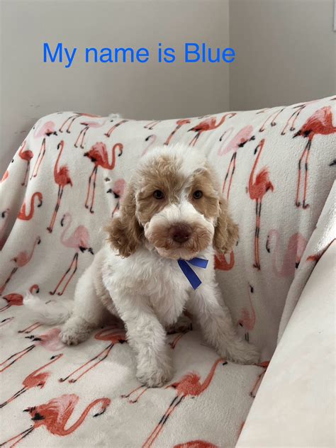 Doodle Puppies for Sale in Naples - Karlas Pets Rendezvous