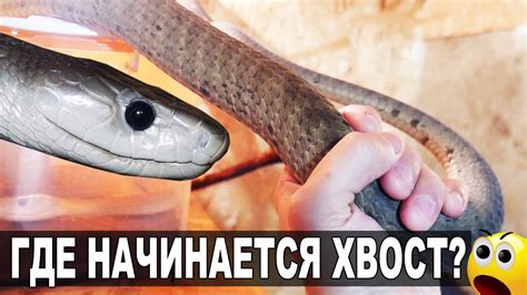 ГДЕ У ЧЕРНОЙ МАМБЫ НАЧИНАЕТСЯ ХВОСТ? / В террариуме полиняла ядовитая ...