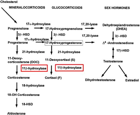 Steroid synthesis pathway. Inhibition of 11β hydroxylase (highlighted ...