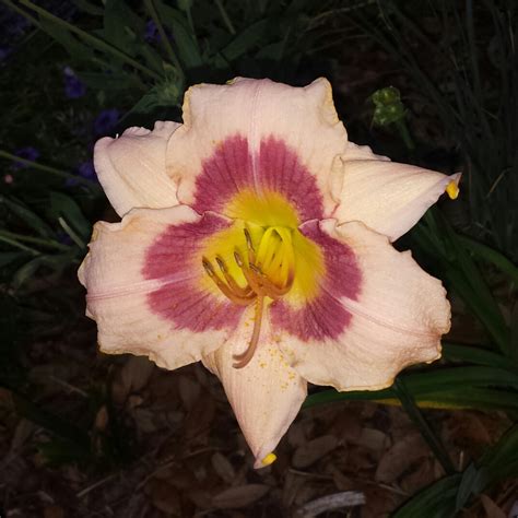 Hemerocallis 'Wineberry Candy', Daylily 'Wineberry Candy' in GardenTags ...