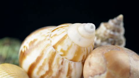 conch shell image  stock photo public domain photo cc images