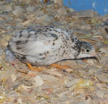 Button Quail at Science Camp - information, care, facts