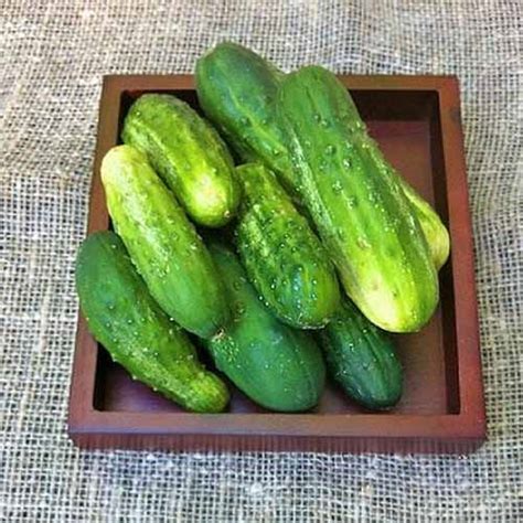 cucumber varieties  grow  home gardeners path