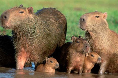 Capivara E Herbivoro Carnivoro Onivoro - Fauna - Capivara - RURALTECTV