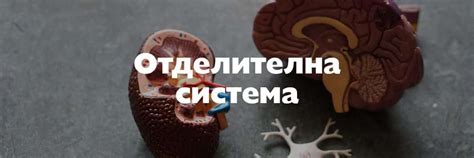 Отделителна система