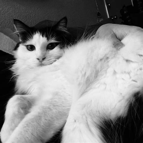 My hyper photogenic boy, Jon Snow. : r/cats