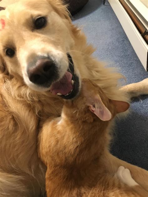 He enjoys the kitten chewing on his face. : r/goldenretrievers