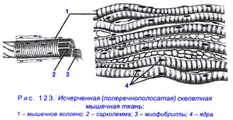 Рис. 123. Поперечнополосатая (исчерченная) скелетная мышечная ткань