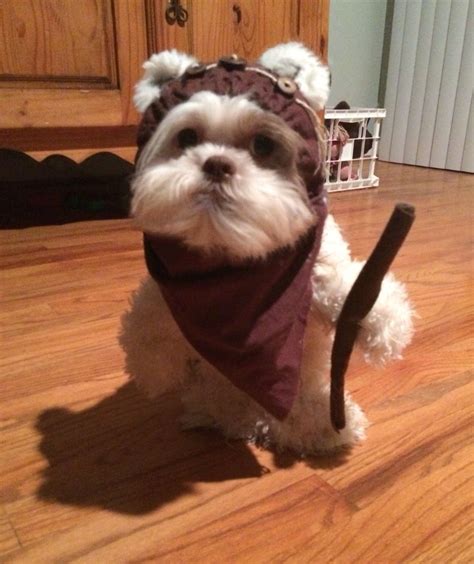 Ewok And Shih Tzu - Shih Tzu Dog