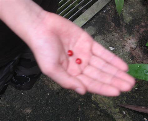 my walk with food and beautiful plants and flowers: Saga seeds,