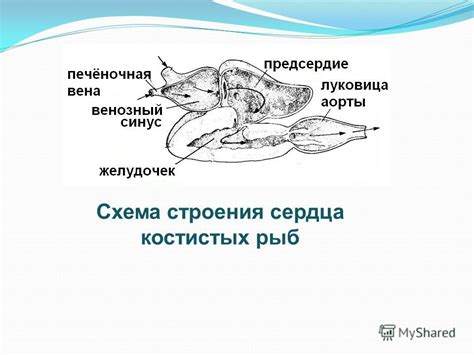 Презентация на тему: "Класс Osteichthyes – Костные рыбы. Калуга Huso ...