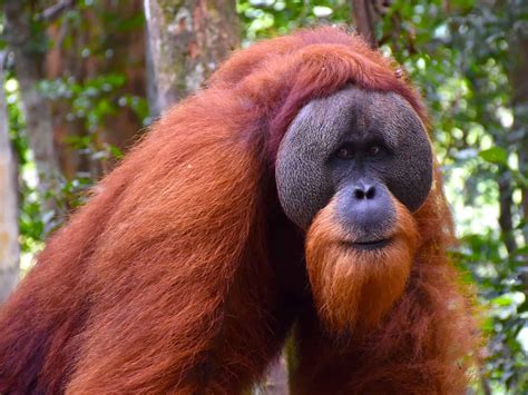 The Great Apes