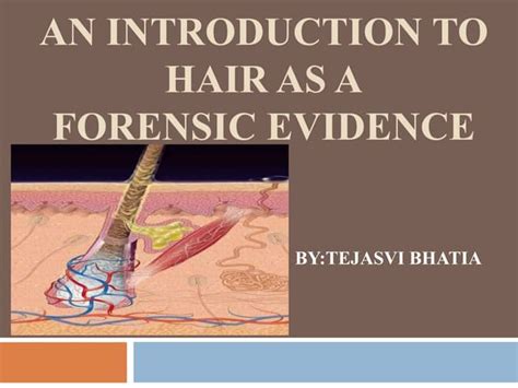 hair   forensic evidence