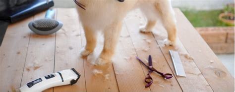 9 DIY Dog Grooming Table Ideas