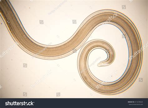 Ascaris Education Laboratory Stock Photo 611678324 | Shutterstock