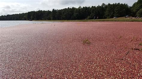 cranberry bog cranberries images