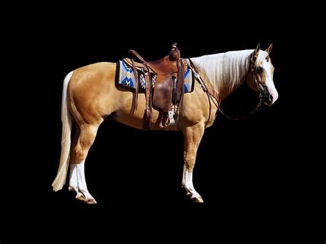 Home | legacyhorsecompany