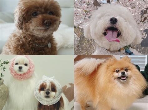 귀여운 강아지 종류, 인기있는 소형견 종류 5 품종 : 네이버 블로그