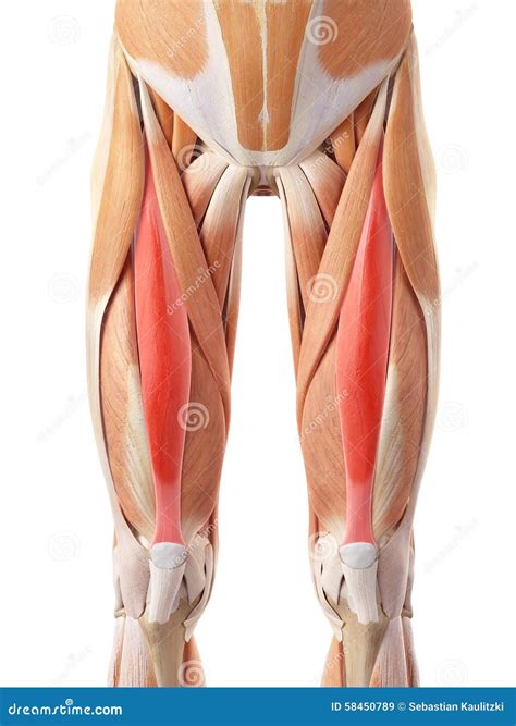 Rectus Femoris Royalty-Free Illustration | CartoonDealer.com #153407034