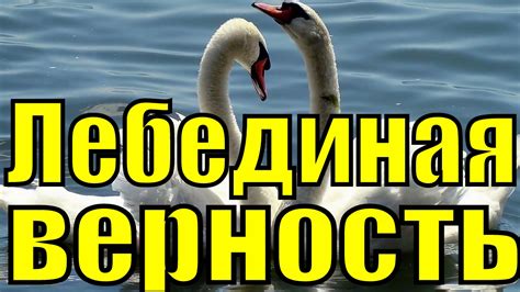 Песня Лебединая верность Рок Острова Захаров Два белых лебедя - YouTube