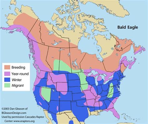 Bald Eagle: Bald Eagle's Habitat