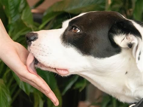 Why Do Dogs Lick Their Body Parts