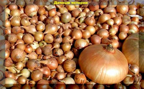 Крупный севок. Можно легко избежать стрелкования и вырастить крупную ...