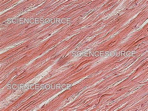 ligamentum nuchae histology histology connective tissues