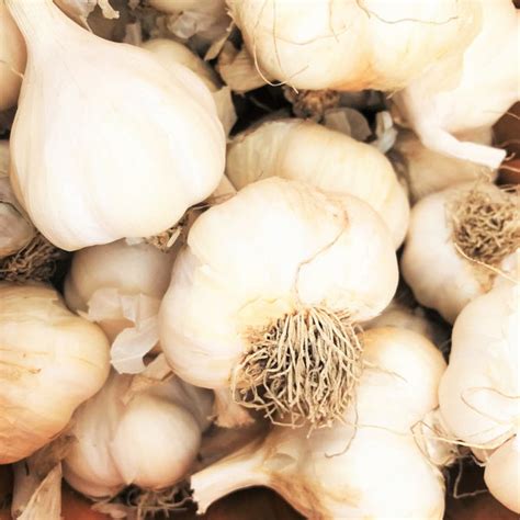 California Early Softneck Garlic Seed (Bulbs) | Garlic for Growing in ...