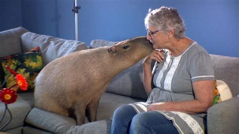 Capybaras As Pets - Everything You Need To Know