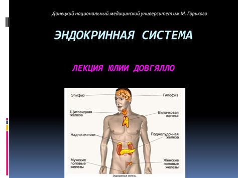 Эндокринная система - презентация онлайн