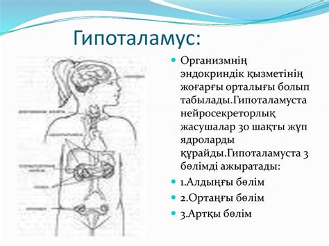 Эндокринді жүйе - презентация онлайн