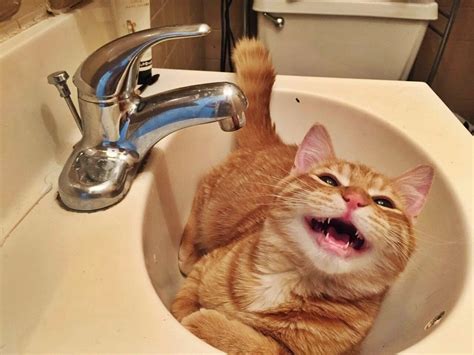 Sharing Funny cats - part 147 (40 pics + 10 gifs) Love ~ I Love Funny ...