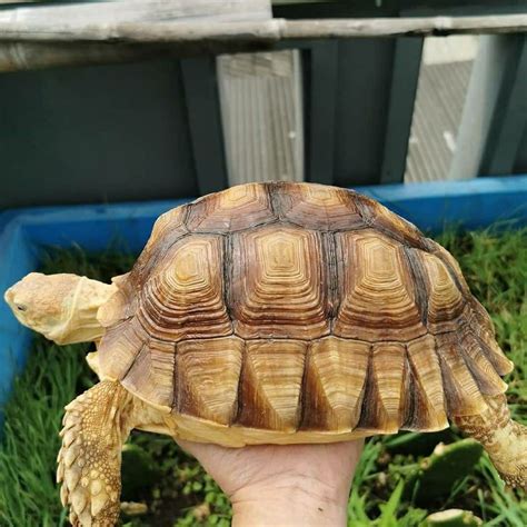 jual sulcata   cm shopee indonesia