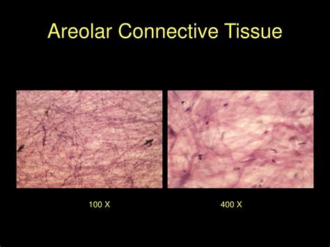 PPT - Histology PowerPoint Presentation, free download - ID:1275504