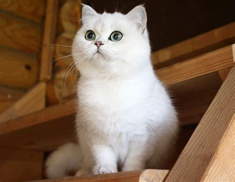 Шотландская прямоухая кошка: фото и описание породы (характер, уход и ...