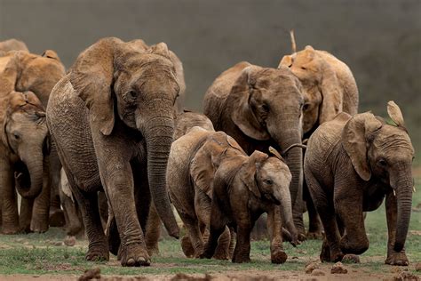 herd image eurekalert science news releases