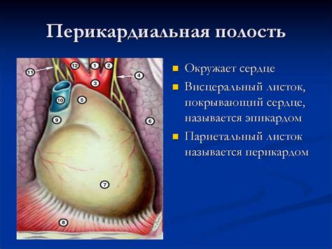 Исследование транссудатов и экссудатов - презентация онлайн