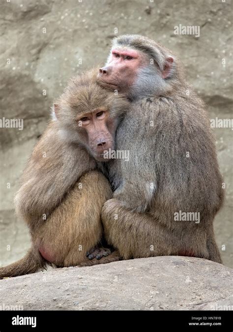 Monkeys in the wild Stock Photo - Alamy