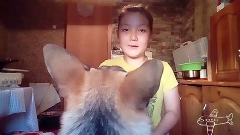 "ОЛИВЬЕ" для собак своими руками | Aiko Pets 🐯 - YouTube