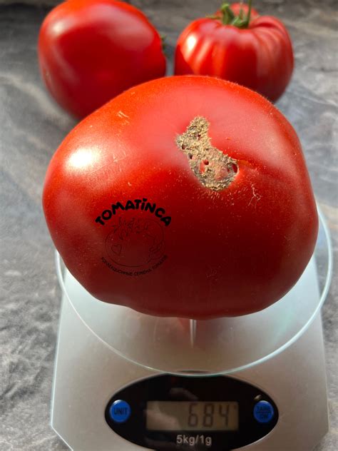 Бабушкин из тайги (Бомбический) – Tomatinсa.ru