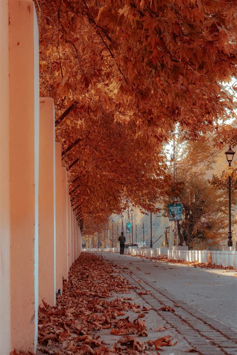 cute lockscreen 8k top 1