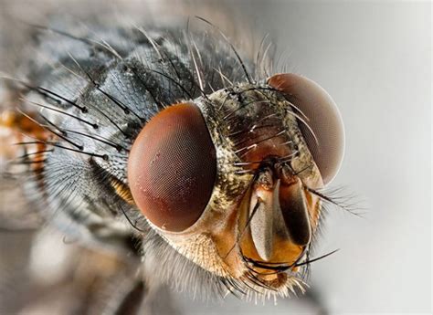Vlastnosti biológie a správania sa domácich múch