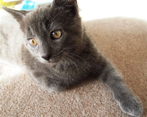 Cute Chartreux Kitten - 3 Months Old