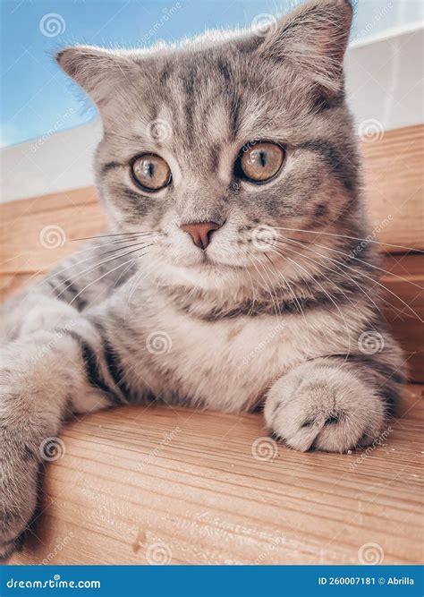 Cute Young Scottish Cat Close Up Stock Image - Image of adorable