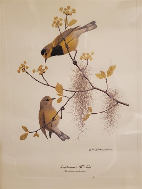 bachmans warbler ebird