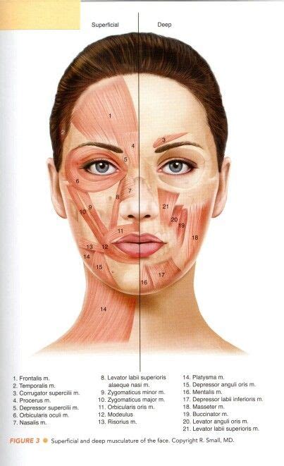 Pin by anmopa Morgan on facial | Skin anatomy, Facial aesthetics, Face ...